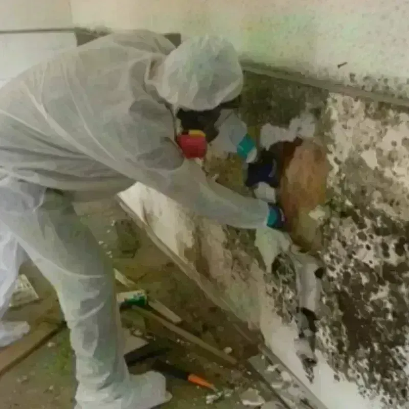 Best Mold Remediation and Removal Service in Dallesport, WA